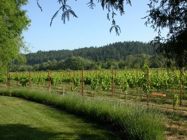 3270 Dry Creek Road-Vineyard.jpg